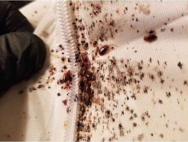 Bedbugs Pest Control - Professional Pest Control