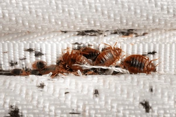 Health Issues Caused by Bed Bugs