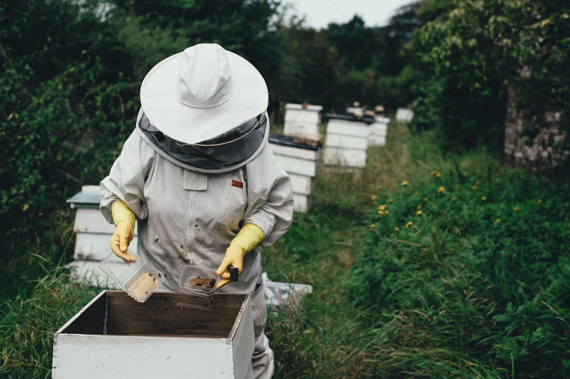 Safe Bee Relocation