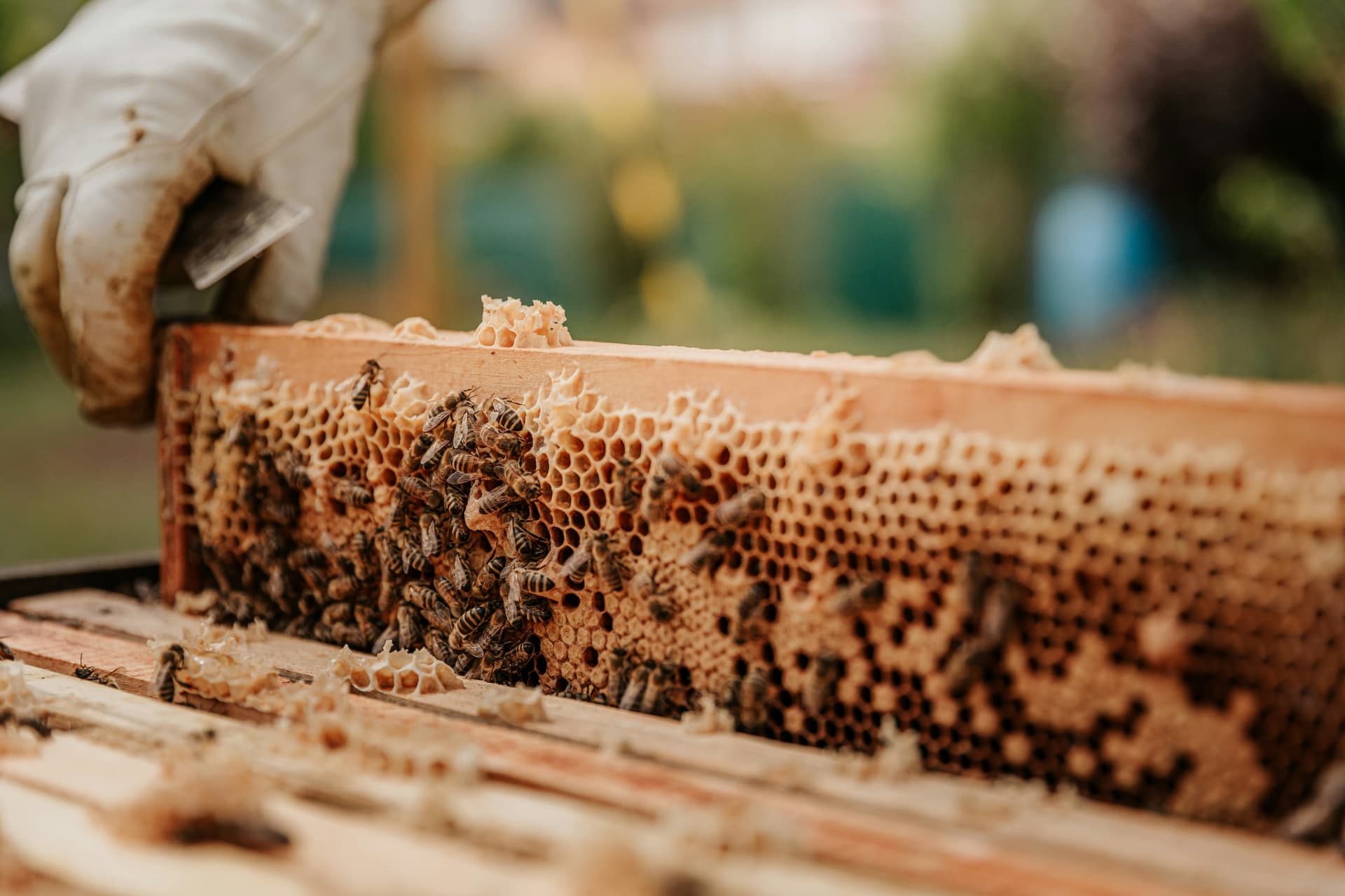Bee Swarm Control