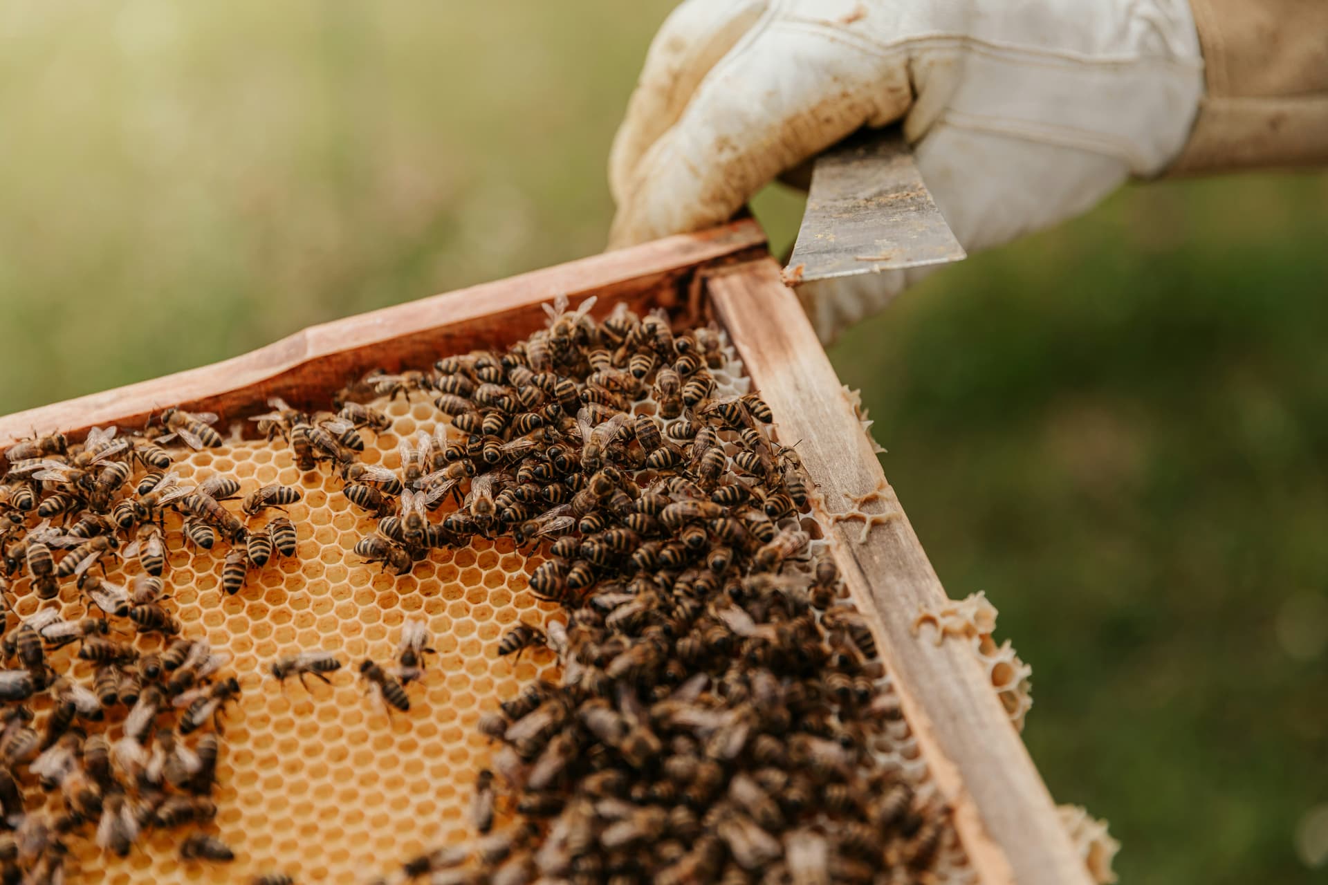 Structural Bee Control