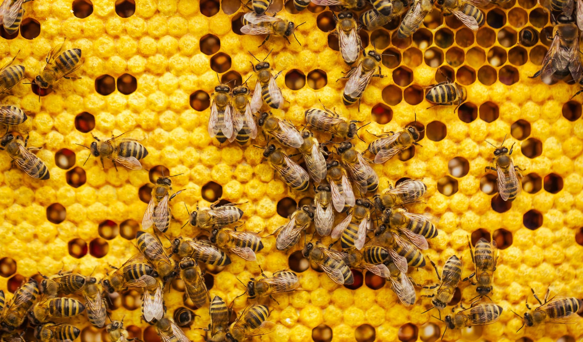 Bees Pest Control - Professional Pest Control