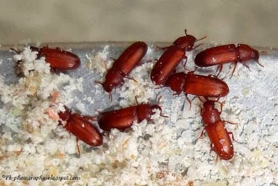 Stored Product Beetle Control