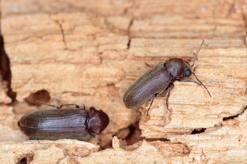 Wood-Boring Beetle Treatment