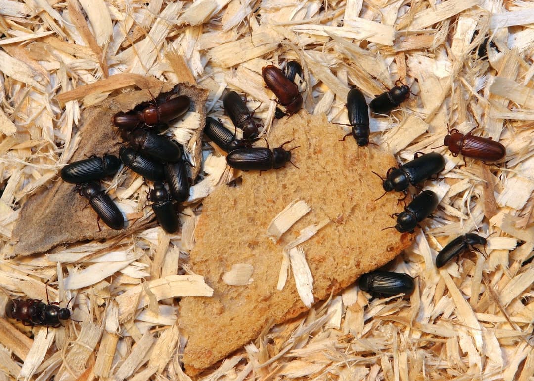 Comprehensive Beetle Infestation Control