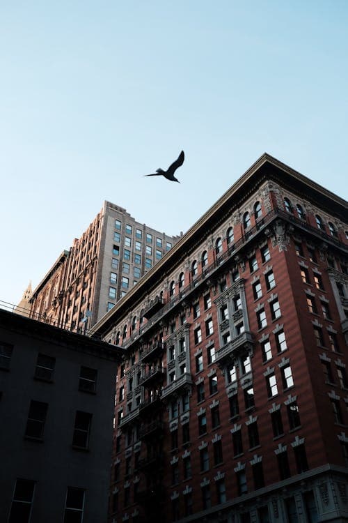 Benefits of Professional Bird Control
