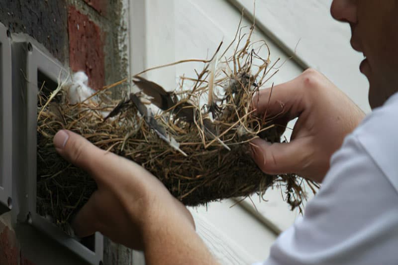 Nest Removal & Cleanup
