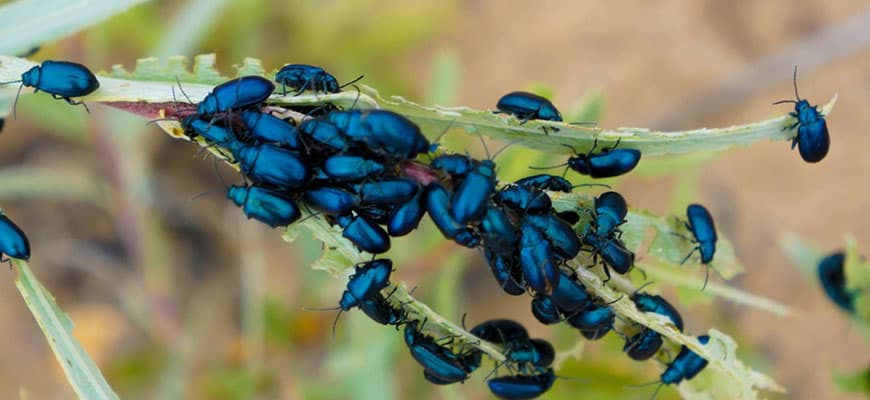 Yard & Garden Flea Control