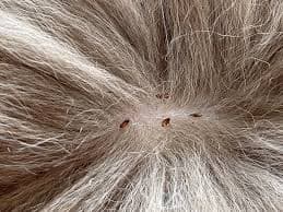 Pet Flea Control
