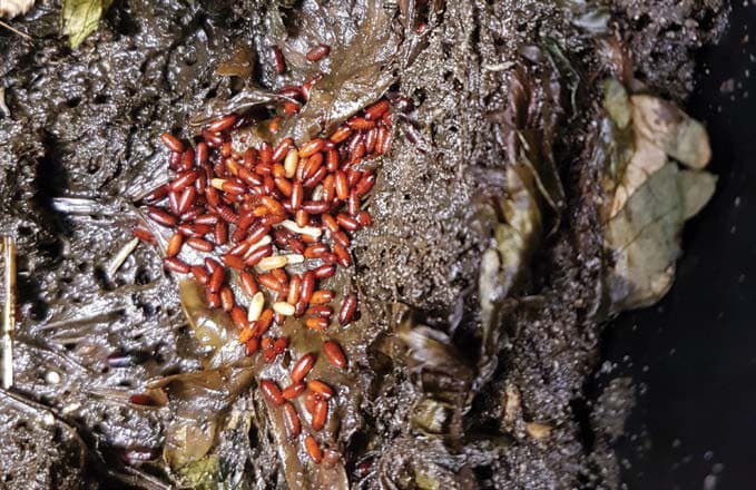 Breeding Site Elimination