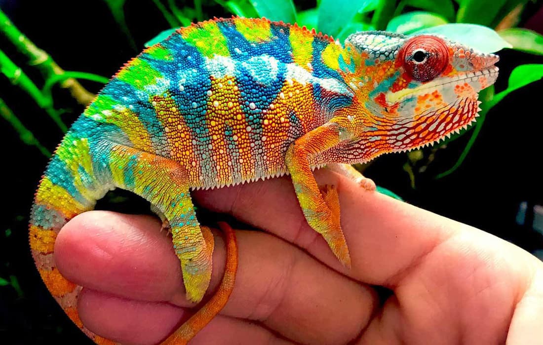 Chameleons