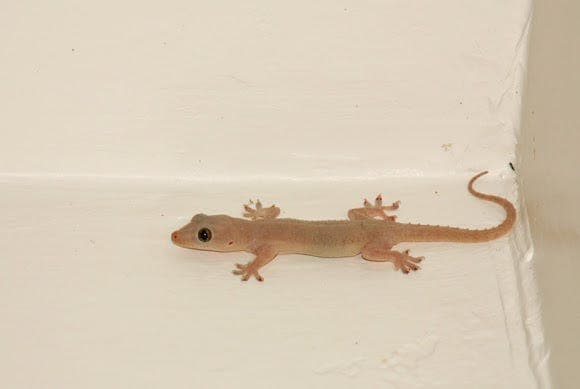 House Geckos