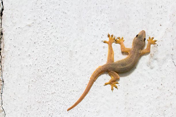 Lizards Pest Control - Professional Pest Control