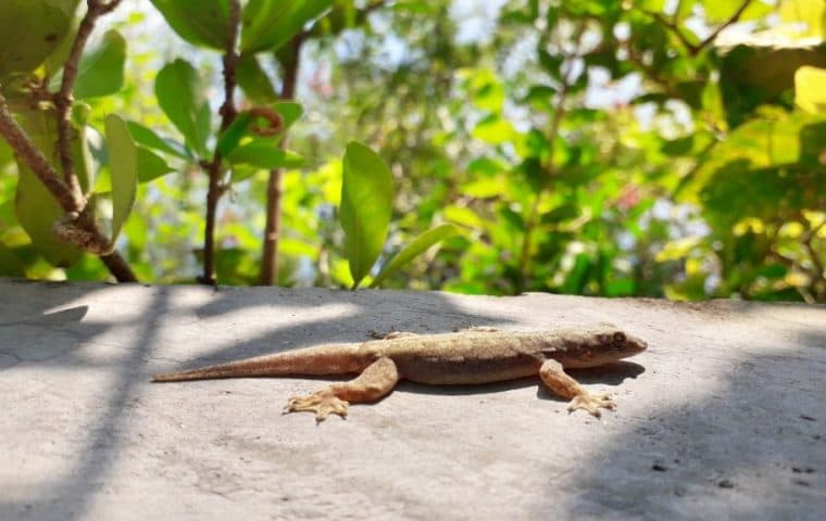 Outdoor Lizard Control