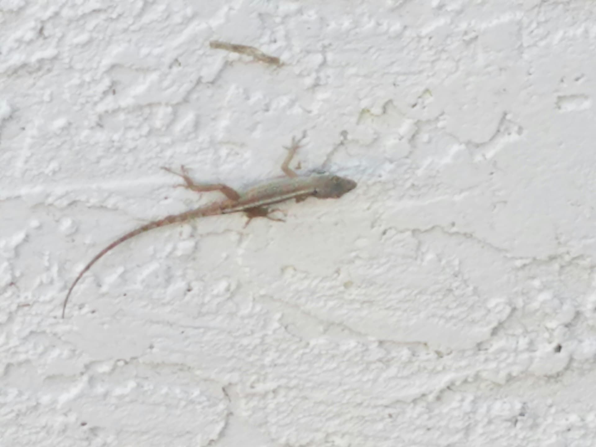 Commercial Lizard Control