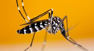Aedes Mosquitoes illustration