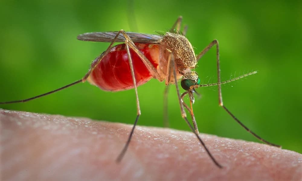 Anopheles Mosquitoes illustration