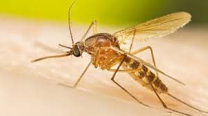 Culex Mosquitoes illustration