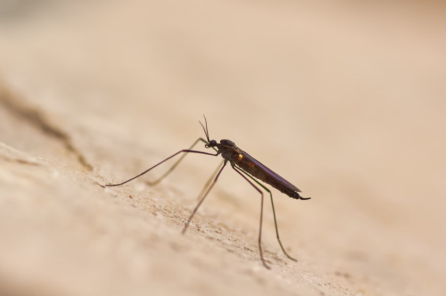 Flying Insects