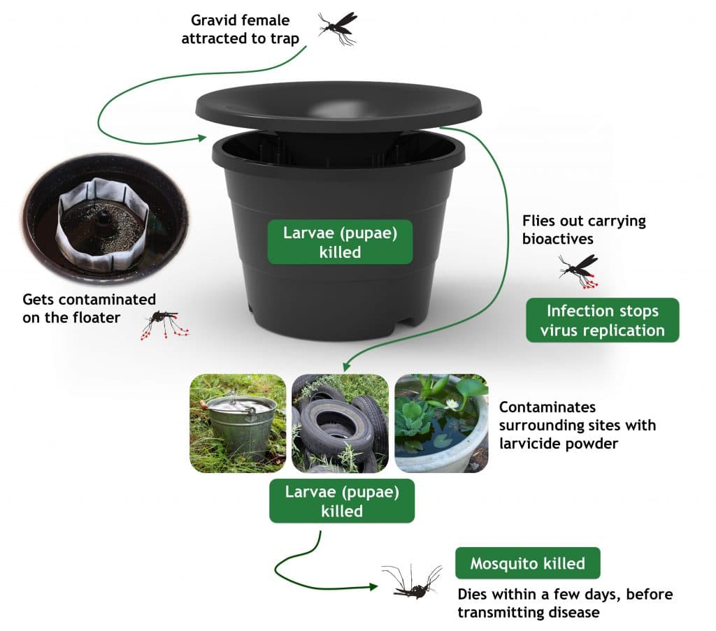 Mosquito Traps illustration