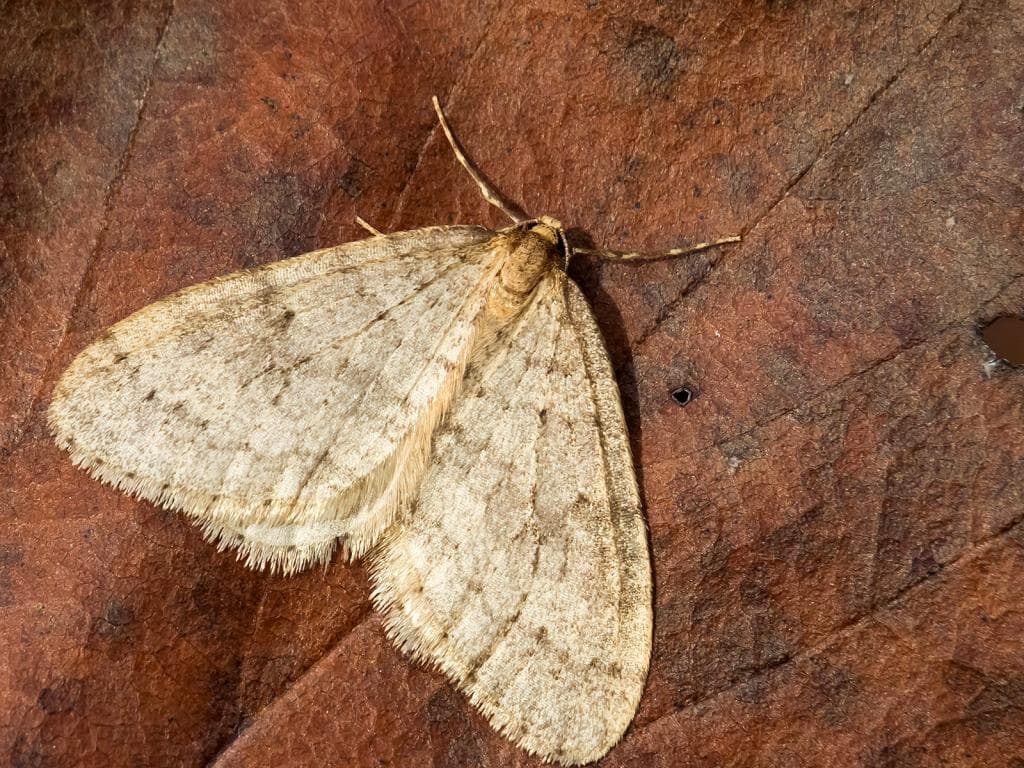 Moths Pest Control - Professional Pest Control