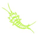 Silverfish Pest Control