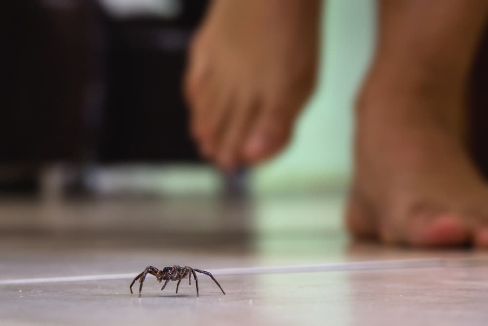 Commercial Spider Control