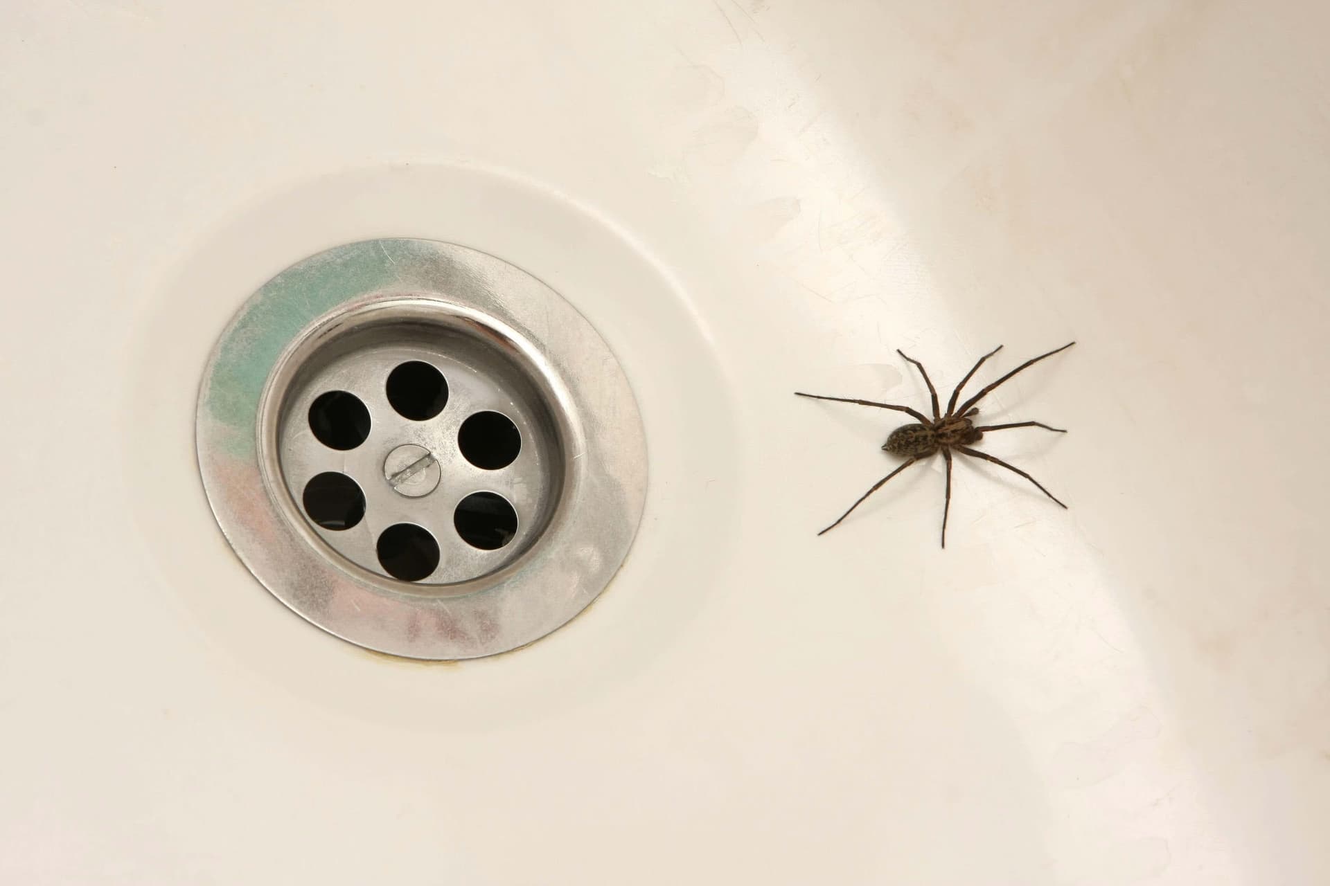 Indoor Spider Control
