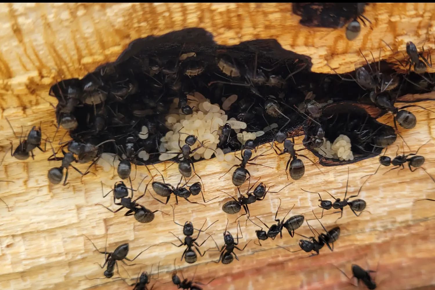 Black Termites