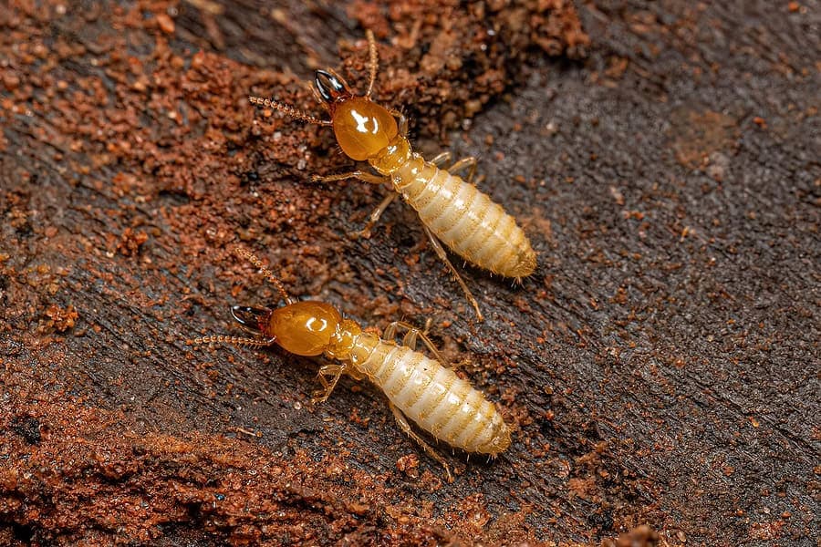 Subterranean Termites