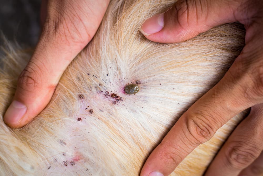 Pet Area Tick Control