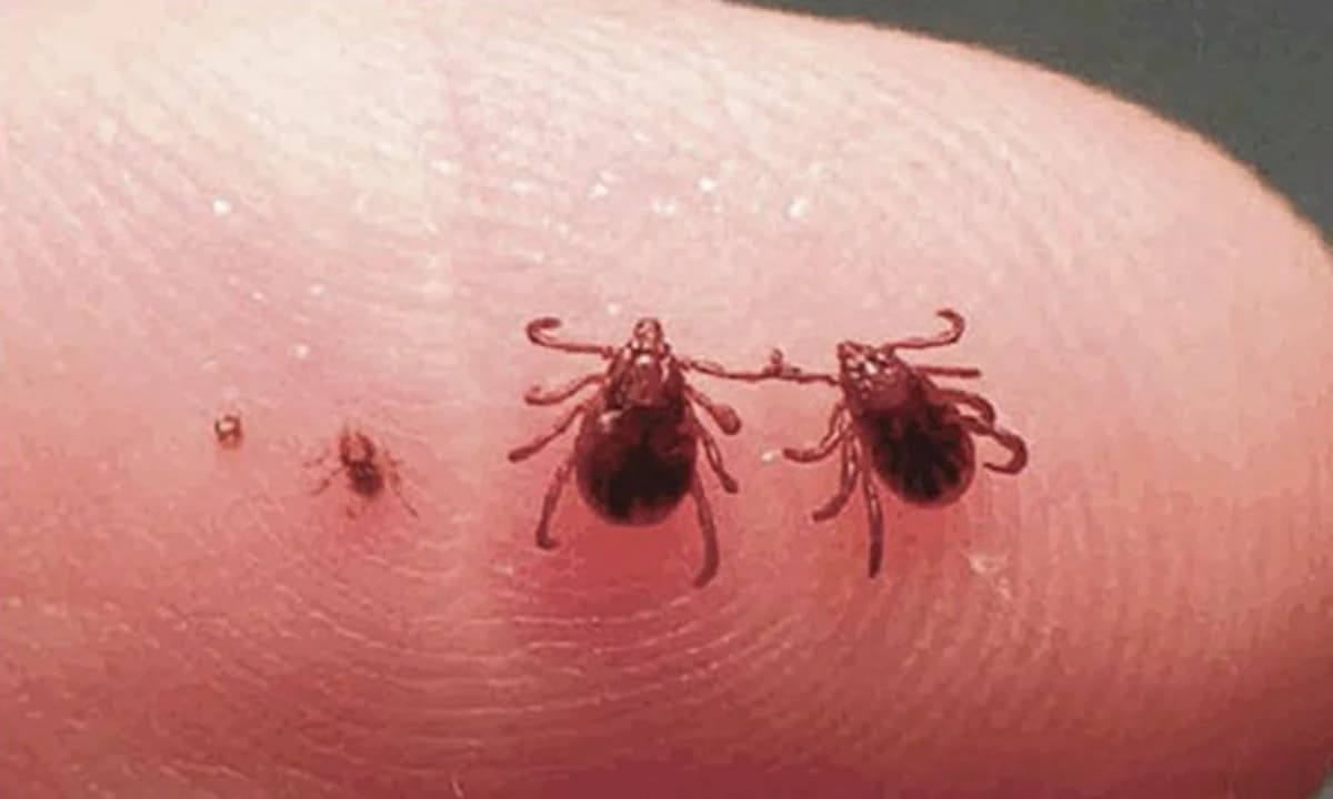 Ticks Pest Control - Professional Pest Control
