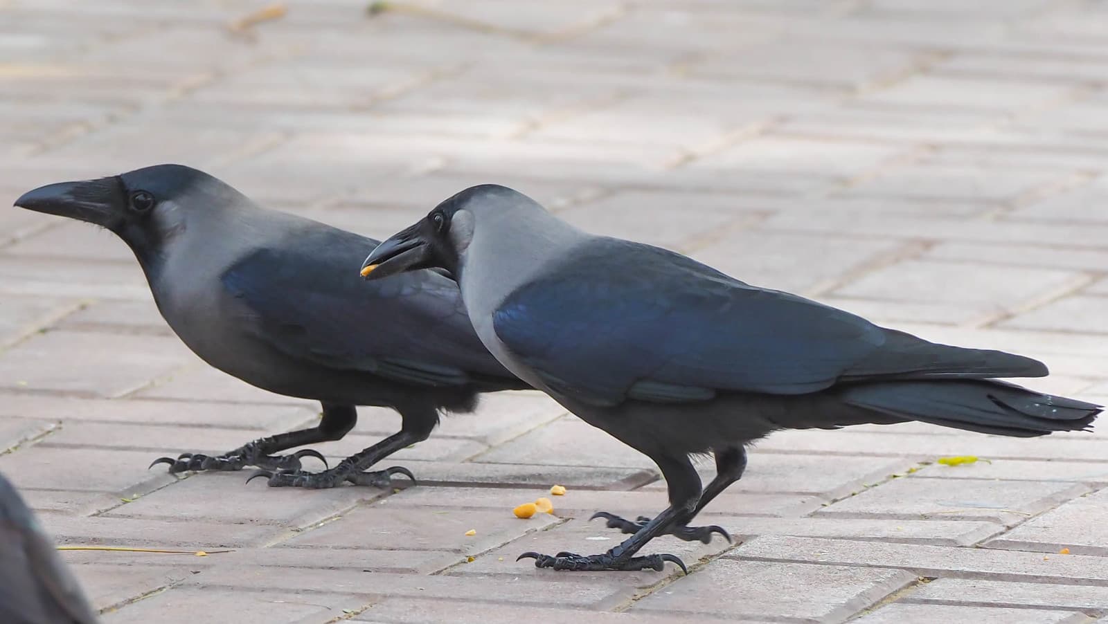 Crow & Bird Control