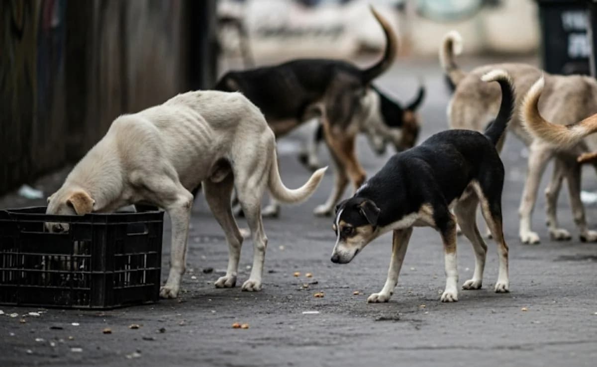 Stray Dog Control