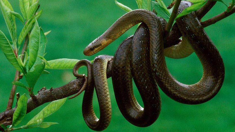 Snake Control