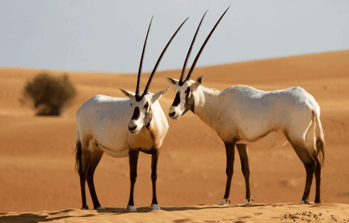 Other Wildlife Services